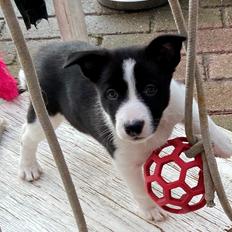 Border collie Miley