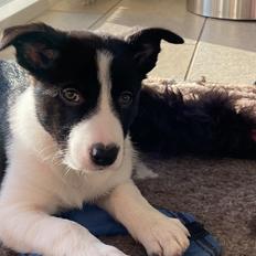 Border collie Miley