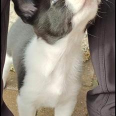 Border collie Miley