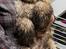 Amerikansk cocker spaniel Viggo Pedersen 
