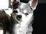 Chihuahua Chihuanas Blueberry Yum Yum - Evee - Evee 05.03.2012