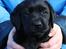 Labrador retriever Glorylines Hot In Heels (Hollie)