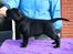 Labrador retriever Glorylines Hot In Heels (Hollie)