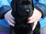 Labrador retriever Glorylines Hot In Heels (Hollie)