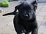 Labrador retriever Glorylines Hot In Heels (Hollie)