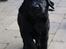Labrador retriever Glorylines Hot In Heels (Hollie)