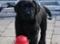 Labrador retriever Glorylines Hot In Heels (Hollie)