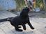 Labrador retriever Glorylines Hot In Heels (Hollie)