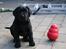 Labrador retriever Glorylines Hot In Heels (Hollie)