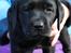 Labrador retriever Glorylines Hot In Heels (Hollie)