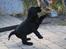 Labrador retriever Glorylines Hot In Heels (Hollie)