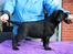 Labrador retriever Glorylines Hot In Heels (Hollie)