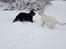Hvid Schweizisk Hyrdehund Alba
