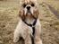 Amerikansk cocker spaniel Viggo Pedersen 