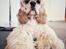 Amerikansk cocker spaniel Viggo Pedersen 