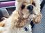 Amerikansk cocker spaniel Viggo Pedersen 