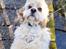 Amerikansk cocker spaniel Viggo Pedersen 