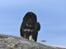 Tibetansk mastiff Diva