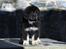 Tibetansk mastiff Diva