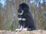 Tibetansk mastiff Diva