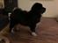 Tibetansk mastiff Diva