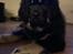 Tibetansk mastiff Diva