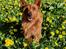 Australsk terrier Eddie 