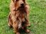 Australsk terrier Eddie 