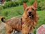 Australsk terrier Eddie 