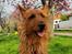 Australsk terrier Eddie 