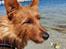 Australsk terrier Eddie 