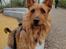 Australsk terrier Eddie 