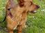 Australsk terrier Eddie 