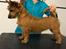 Australsk terrier Eddie 