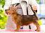 Australsk terrier Eddie 