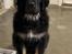 Tibetansk mastiff Diva - 14 uger gammel