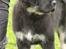 Tibetansk mastiff Diva - nogen få dage fra 4 måneder