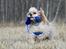 Amerikansk cocker spaniel Viggo Pedersen 