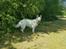 Hvid Schweizisk Hyrdehund Alba