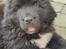Newfoundlænder Mollie