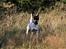 Dansk svensk gaardhund Luna