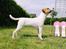 Parson russell terrier HiJacks 5th I'm always Spot on 