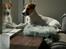 Parson russell terrier HiJacks 5th I'm always Spot on 