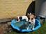 Parson russell terrier HiJacks 5th I'm always Spot on 