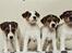 Parson russell terrier HiJacks 5th I'm always Spot on 