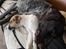 Parson russell terrier HiJacks 5th I'm always Spot on 