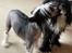 Chinese crested hårløs Sully