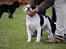Olde english bulldogge Purple