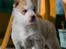 Siberian husky Mesmocan Red Sixteen (Luna) 