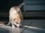 Siberian husky Mesmocan Red Sixteen (Luna) 